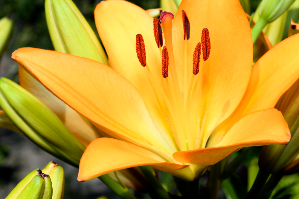  conseils pour la plantation et l'entretien de l'Agapanthe orange